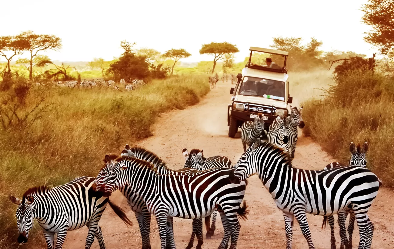 terrain tanzania safaris