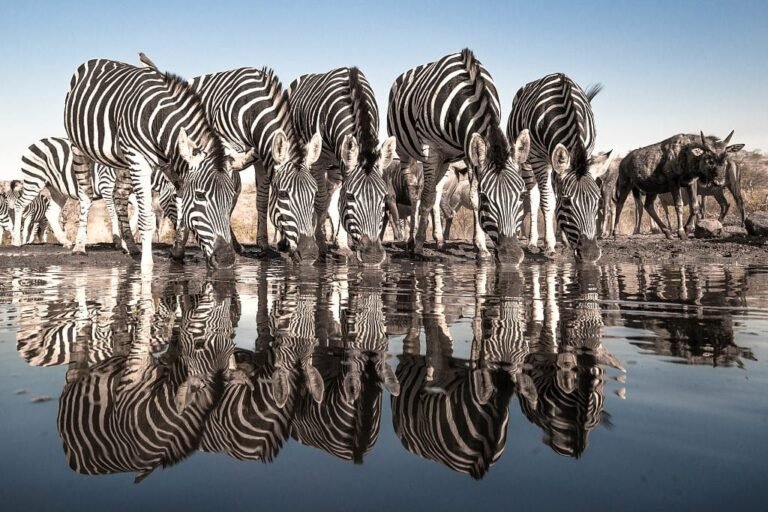Top 10 Africa Safaris - Budget, Mid range & Luxury, Eastern Serengeti: Everything You Need to Know, Ngorongoro in February