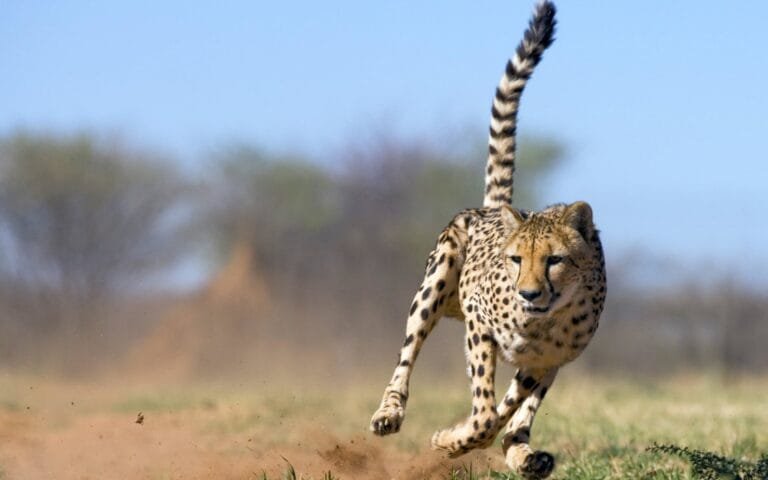 Cheetah on safari in Tanzania
