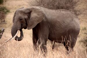 Safari Tours in Northern Tanzania, 5 Days Safari In Tanzania Off The Beaten Track, 4-Day Tanzania Mid Range Safaris, Wildebeest Migration Safari Packages, 10 Reasons Why You Should Visit Tarangire National Park, Tarangire National Park, Why should Tanzania be on your bucket list? A step-by-step guide for planning adventure travel, 10 interesting facts about elephants, The 15 Smartest Animals in the World, How to Get to Tarangire National Park, The 20 Cutest Animals in the World (With Photos), The most endangered animals in Africa, Wildebeest Migration Packages, Top 10 Best Tourist Attractions in Tanzania, What are the Big 5 Animals on a Tanzania Safari?