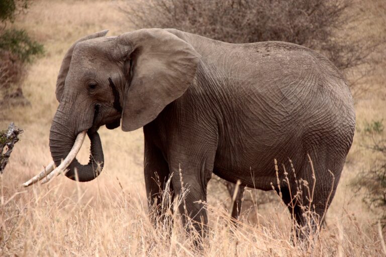 Safari Tours in Northern Tanzania, 5 Days Safari In Tanzania Off The Beaten Track, 4-Day Tanzania Mid Range Safaris, Wildebeest Migration Safari Packages, 10 Reasons Why You Should Visit Tarangire National Park, Tarangire National Park, Why should Tanzania be on your bucket list? A step-by-step guide for planning adventure travel, 10 interesting facts about elephants, The 15 Smartest Animals in the World, How to Get to Tarangire National Park, The 20 Cutest Animals in the World (With Photos), The most endangered animals in Africa, Wildebeest Migration Packages, Top 10 Best Tourist Attractions in Tanzania, What are the Big 5 Animals on a Tanzania Safari?