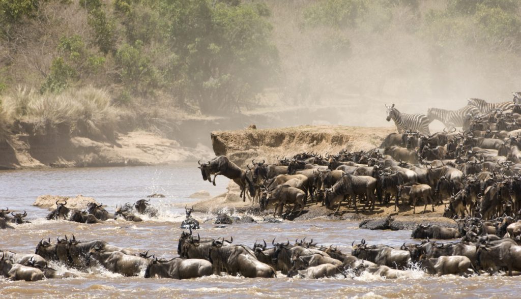 Tanzania Great Migration Safari Packages, Wildebeest Migration Safari Packages, 6-Days Serengeti Wildebeest Migration Safari, All You Need To Know About The Great Migration, Interesting Facts About the Great Wildebeest Migration, 8-Days Luxury Tanzania Great Migration Safari, 6-Day Western corridor Wildebeest Migration Safari, 10-Days Serengeti Wildebeest Migration Safari, 10-Days Serengeti Wildebeest Migration Safari, Western Corridor Wildebeest Migration Safari, Tanzania in June, 10 best Great Migration tour packages, Discover the World's Most Spectacular Animal Migrations