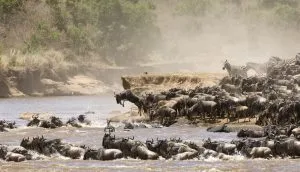 Tanzania Great Migration Safari Packages, Wildebeest Migration Safari Packages, 6-Days Serengeti Wildebeest Migration Safari, All You Need To Know About The Great Migration, Interesting Facts About the Great Wildebeest Migration, 8-Days Luxury Tanzania Great Migration Safari, 6-Day Western corridor Wildebeest Migration Safari, 10-Days Serengeti Wildebeest Migration Safari, 10-Days Serengeti Wildebeest Migration Safari, Western Corridor Wildebeest Migration Safari, Tanzania in June, 10 best Great Migration tour packages, Discover the World's Most Spectacular Animal Migrations, Complete Guide to a Wildebeest Migration Safari 