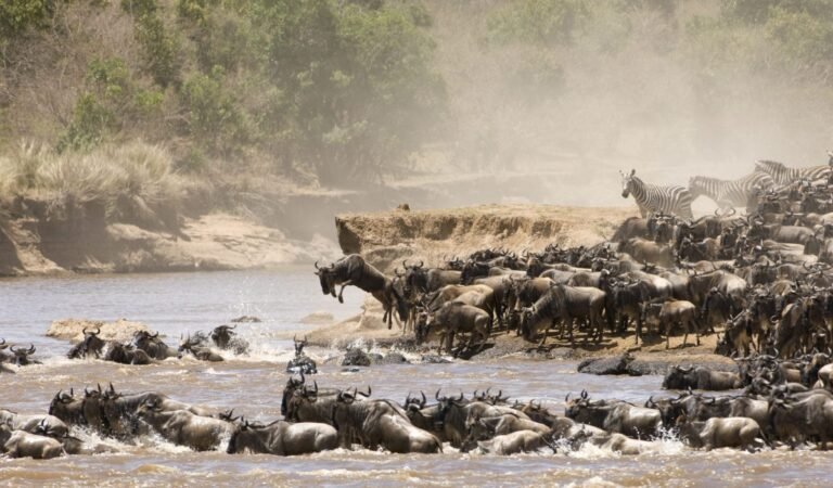 Tanzania Great Migration Safari Packages, Wildebeest Migration Safari Packages, 6-Days Serengeti Wildebeest Migration Safari, All You Need To Know About The Great Migration, Interesting Facts About the Great Wildebeest Migration, 8-Days Luxury Tanzania Great Migration Safari, 6-Day Western corridor Wildebeest Migration Safari, 10-Days Serengeti Wildebeest Migration Safari, 10-Days Serengeti Wildebeest Migration Safari, Western Corridor Wildebeest Migration Safari, Tanzania in June, 10 best Great Migration tour packages, Discover the World's Most Spectacular Animal Migrations, Complete Guide to a Wildebeest What to Expect on Your Serengeti Safari Migration Safari, Wildebeest Migration Safari Travel Advice, Serengeti Wildebeest Migration Guide