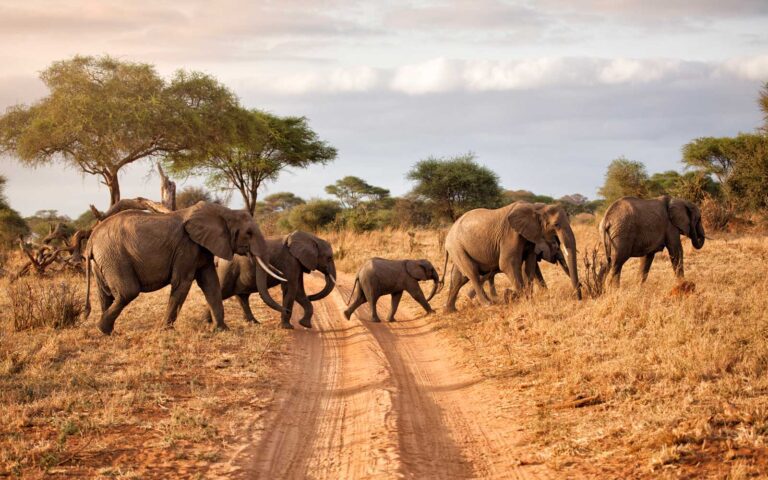 Our top five hotels & lodges for Family Safaris in Tanzania, Best Elephant Safari Tours in Africa, Best Places to See Elephants in Africa, Best Things to Do in Tarangire National Park, Endangered Animals You Might See on Safari