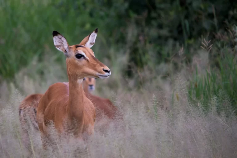 10-Days Budget Safari In Tanzania, Where to Spot Thompson gazelle during Tanzania Safaris, Tanzania Travel Guide, How Fast Can an Antelope Run ? (Antelope Top Speed in Km/h, Antelope vs Gazelle, Types of Antelopes in Serengeti National Park, 10 Fun Facts About Gazelles