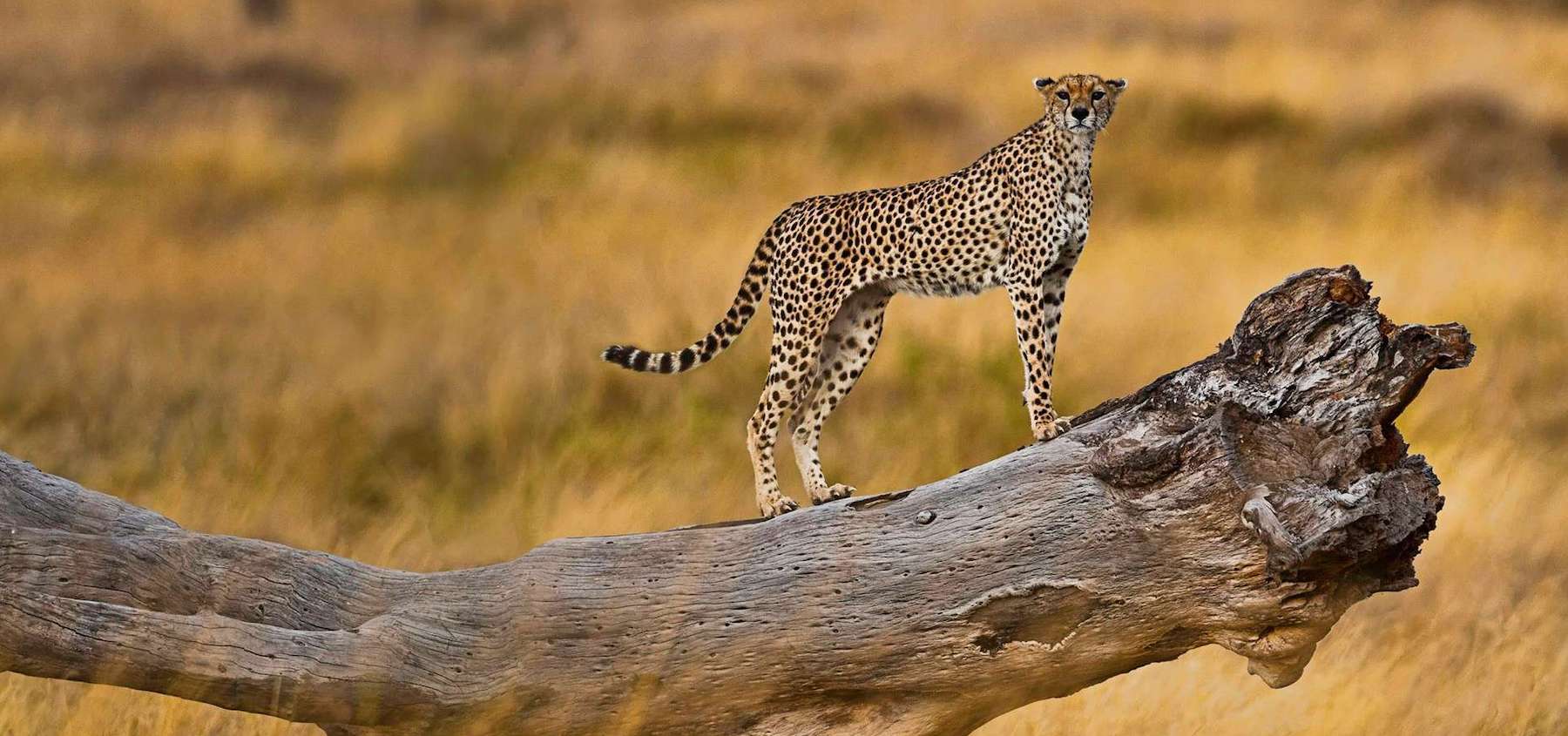 Tanzania Tailor Made Safari, Serengeti Safari, Easy Tips for Traveling in Style and Comfort, Top Travel Destinations in Tanzania perfect for Solo Female Travelers, Best Time To Visit Serengeti, Serengeti National Park, 10 Days Migration Safari