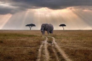 Affordable Tanzania safari packages, Best Serengeti Safari Tours, Best Time To Visit Tarangire, 8 Days Best Northern Tanzania Safari, The Seven Natural Wonders of Africa – A Journey Through Nature’s Greatest Marvels, Discover the Wonders of a Tanzania Wildlife Safari