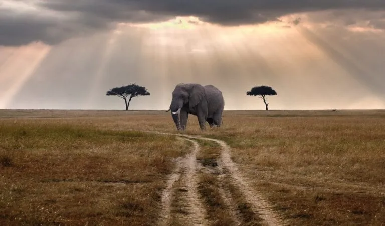Golden savanna grassland and acacia trees in Tarangire National Park, Tanzania