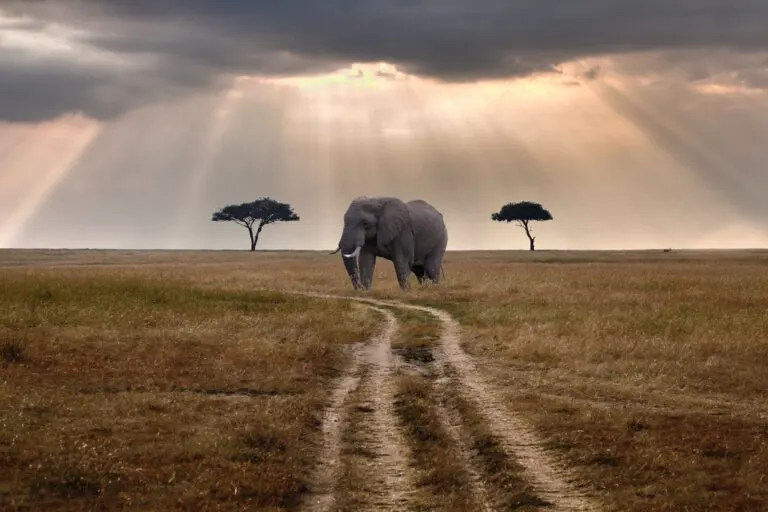 Golden savanna grassland and acacia trees in Tarangire National Park, Tanzania