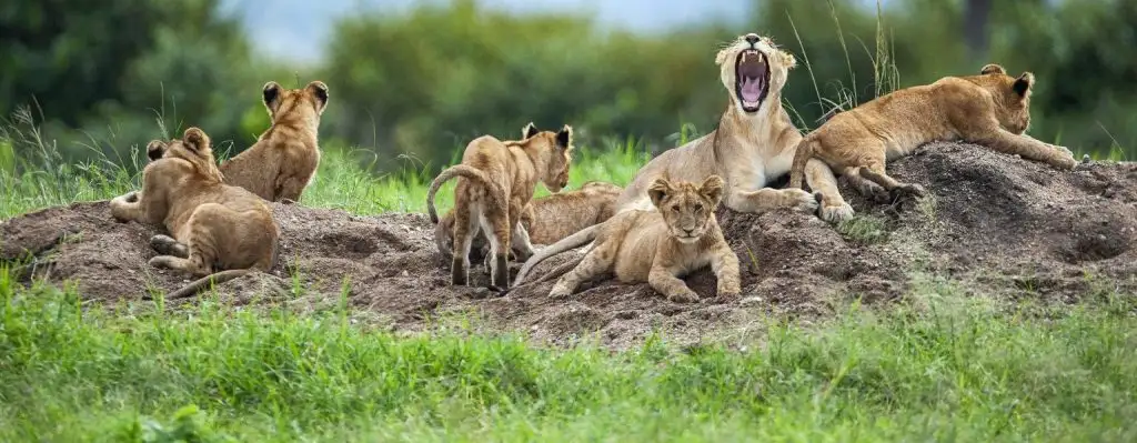 Lion Safari Tanzania Serengeti National Park, Best Time To Visit Tanzania (Month by Month), What to Consider When Planning Luxury Safari in Tanzania, Top Five Tanzania Safari Companies Ranking, BookAllSafaris | All-Inclusive Tanzania Safari, The African big five and where to find them in Tanzania, Tanzania Safari Safety, big five in Tanzania, 10 Wonderful Wildlife To See During Your Tanzania Safari, 10 Different Types of African Safaris, What Will Be The Most Thrilling Event In Your Tanzania Safari? Kilimanjaro Safari - Recommended Parks to Visit, Tanzania Safari Holidays 2023/2024, Tailor-Made African Safari Vacation, Simba Safari, Lion King Tanzania Safari, Adventure, Reviews, Trips, Best Places To See Hippos In Africa, Tanzania Safari Cost, 10 Interesting Facts About Lions: The Kings of the Savanna, 10 Fascinating Facts About African Big Cats