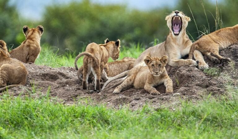 Lion Safari Tanzania Serengeti National Park, Best Time To Visit Tanzania (Month by Month), What to Consider When Planning Luxury Safari in Tanzania, Top Five Tanzania Safari Companies Ranking, BookAllSafaris | All-Inclusive Tanzania Safari, The African big five and where to find them in Tanzania, Tanzania Safari Safety, big five in Tanzania, 10 Wonderful Wildlife To See During Your Tanzania Safari, 10 Different Types of African Safaris, What Will Be The Most Thrilling Event In Your Tanzania Safari? Kilimanjaro Safari - Recommended Parks to Visit, Tanzania Safari Holidays 2023/2024, Tailor-Made African Safari Vacation, Simba Safari, Lion King Tanzania Safari, Adventure, Reviews, Trips, Best Places To See Hippos In Africa, Tanzania Safari Cost, 10 Interesting Facts About Lions: The Kings of the Savanna, 10 Fascinating Facts About African Big Cats, Fastest Land Animals in the World, What are the Big 5 Animals on a Tanzania Safari?, Mikumi National Park