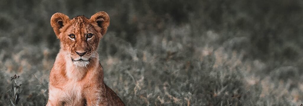 6-Day Serengeti and Ngorongoro Family Safari - Tanzania safari in August