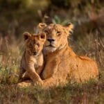 Tanzania Safari
