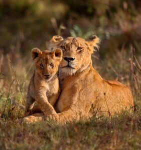 Lion Safaris in Tanzania, Tanzania Northern Circuit Safari: 3 - 7 Day Best Northern Circuit Safari- Tanzania Safari, Wildlife Photography Tips for Your Next Tanzania Safari, Africa's most extraordinary wildlife experiences, A Complete Guide to a Lion Safari in Tanzania