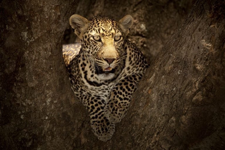 Leopard resting in a tree on a July safari