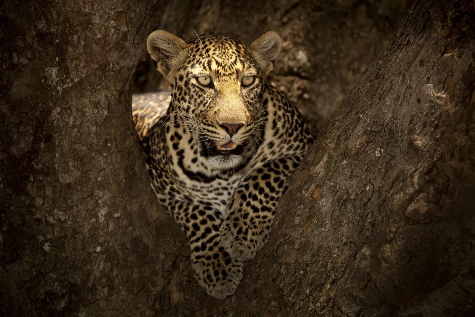 Luxury Safari Tanzania, Tanzania All-Inclusive Safari Holidays, 10 Interesting Facts About Leopards,