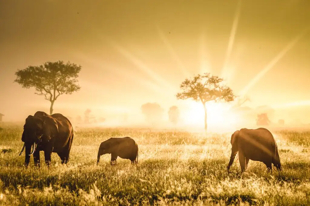 11-Day Tanzania Safari for solo travelers