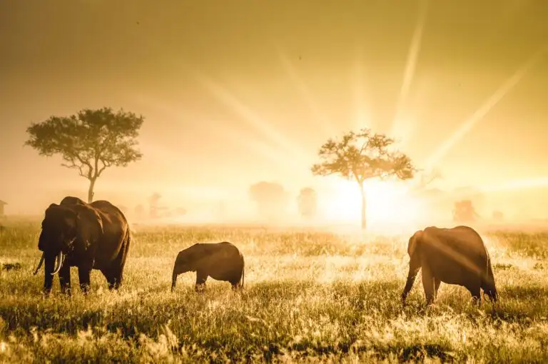 7-Day Tanzania Budget Camping Safari