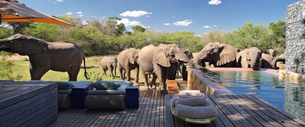Honeymoon safaris in Tanzania | Tours, Luxury & Prices, How You Can Support Conservation During Your Tanzania Safari, Tanzania Safari Packages | Exploring The Finest Wildlife and Nature