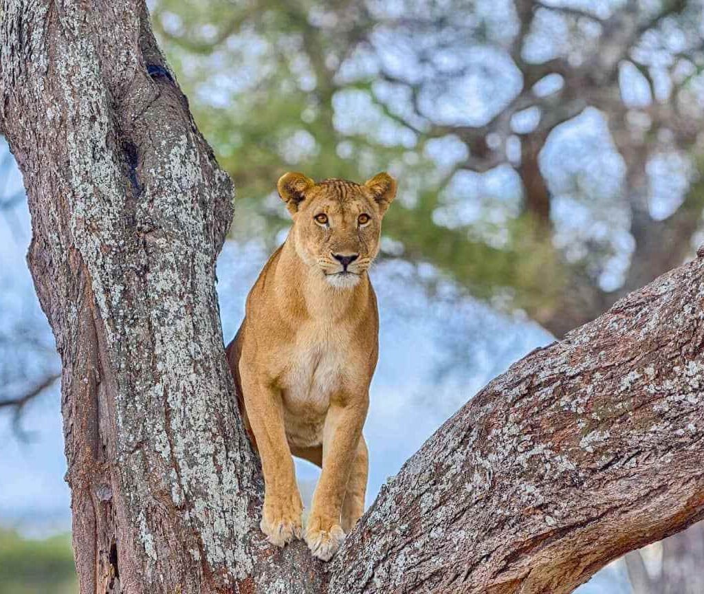 10-Day Tanzania Medium Safari Lodge