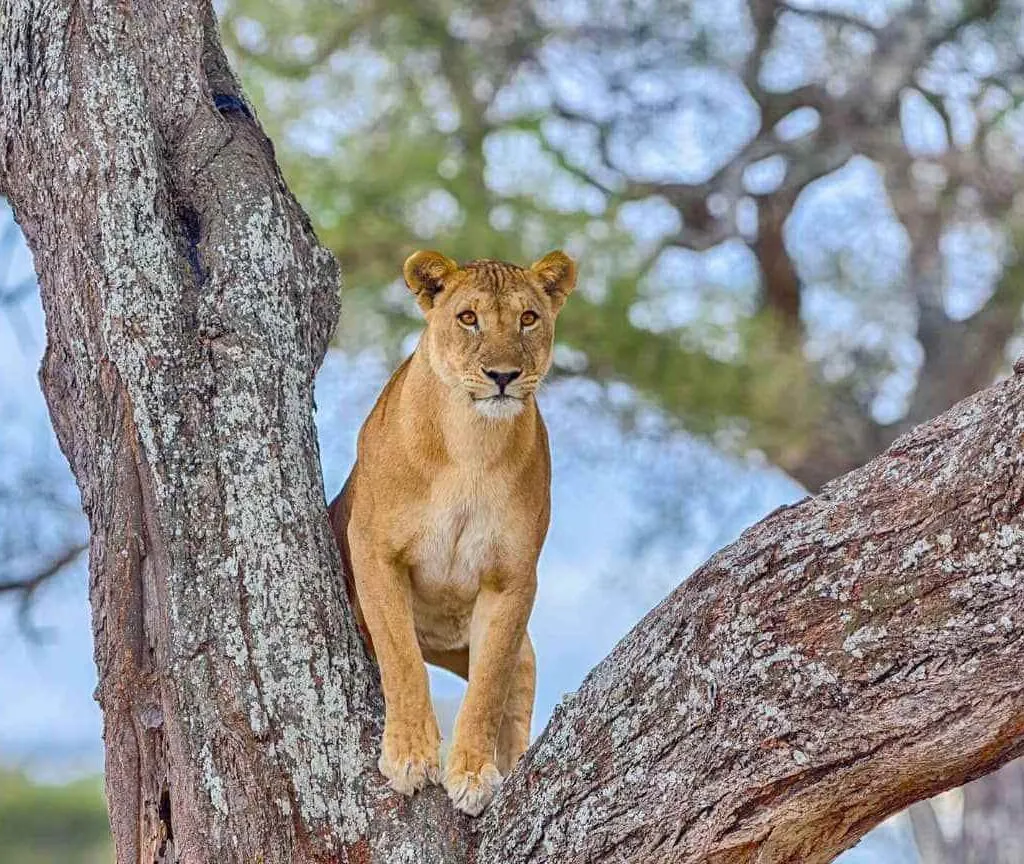 Restless Herds, Busy Predators - Serengeti safari in November