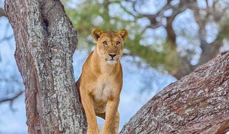 Tanzania Safari Tours - Make the Best of Your Journey, Tanzania Safari Packages, Tanzania Medium Safari Lodge, African Safari, A Solo Travellers Guide to Tanzania, Tanzania Group Joining Vs Private Safaris In Tanzania, How Many Days Should You Spend on an African Safari? Tipping In Tanzania Safari – How Much To Tip On Safari, Lake Manyara National Park
