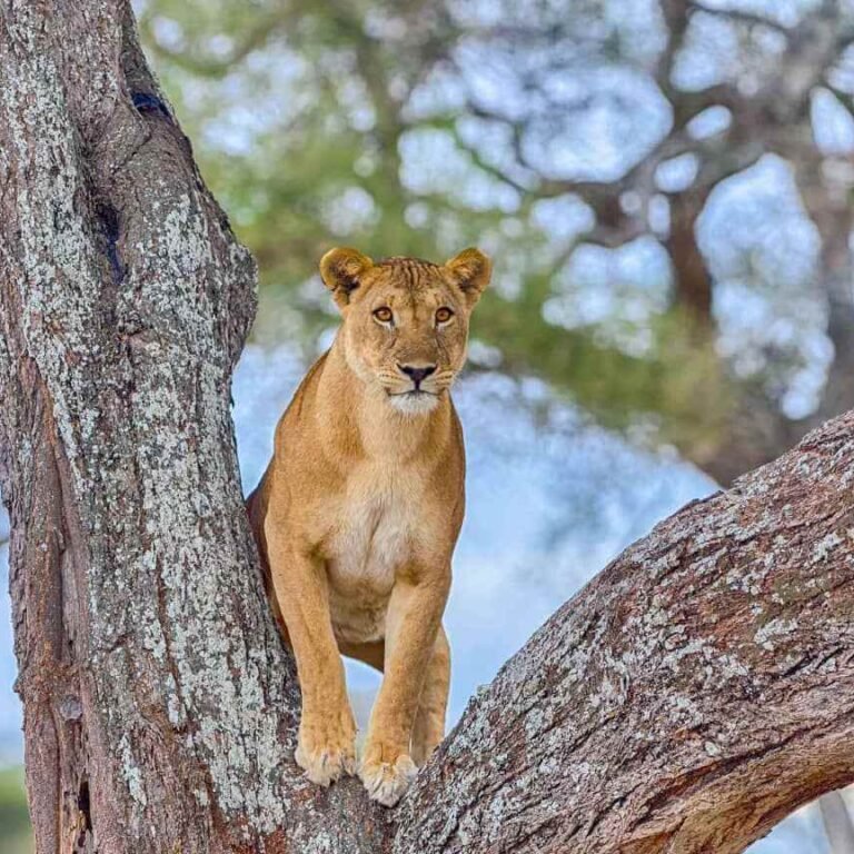 10-Day Tanzania Medium Safari Lodge
