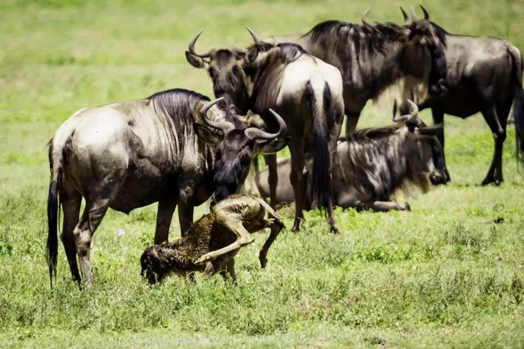 8-Day Mid-Range Ndutu Migration Calving Season