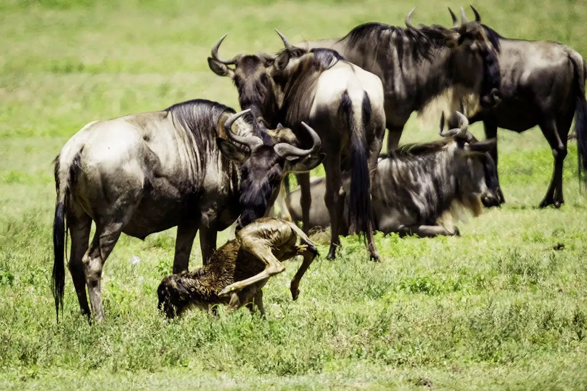 Migration calving season 8-day tour, Things You Need To Know About A Serengeti Safari, 10 Fascinating Facts About the Blue Wildebeest, Tanzania in February, Southern Serengeti, River Crossings vs Calving Season of the Great Migration in Tanzania, Reasons Why You Should Visit Ndutu, Best Things to Do in Ndutu, Serengeti in February, Tips to See the Best of the Great Migration Calving Season, Why You Should Go on a Tanzania Safari During the Calving Season
