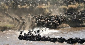 Wildebeest Migration Safari Packages, 5-Day Serengeti Migration Safari, 11 Days The Greatest Serengeti Wildebeest Migration Safari, All you need to know to plan an epic Serengeti Safari, 6-Days Serengeti wildebeest Migration Safari, Why Do Zebra and Wildebeest Migrate Together During the Great Migration?