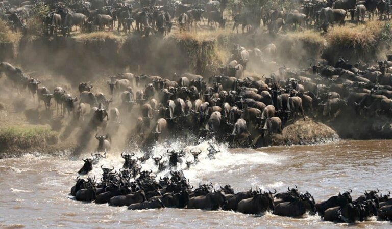 Wildebeest Migration Safari Packages, 5-Day Serengeti Migration Safari, 11 Days The Greatest Serengeti Wildebeest Migration Safari, All you need to know to plan an epic Serengeti Safari, 6-Days Serengeti wildebeest Migration Safari, Why Do Zebra and Wildebeest Migrate Together During the Great Migration?