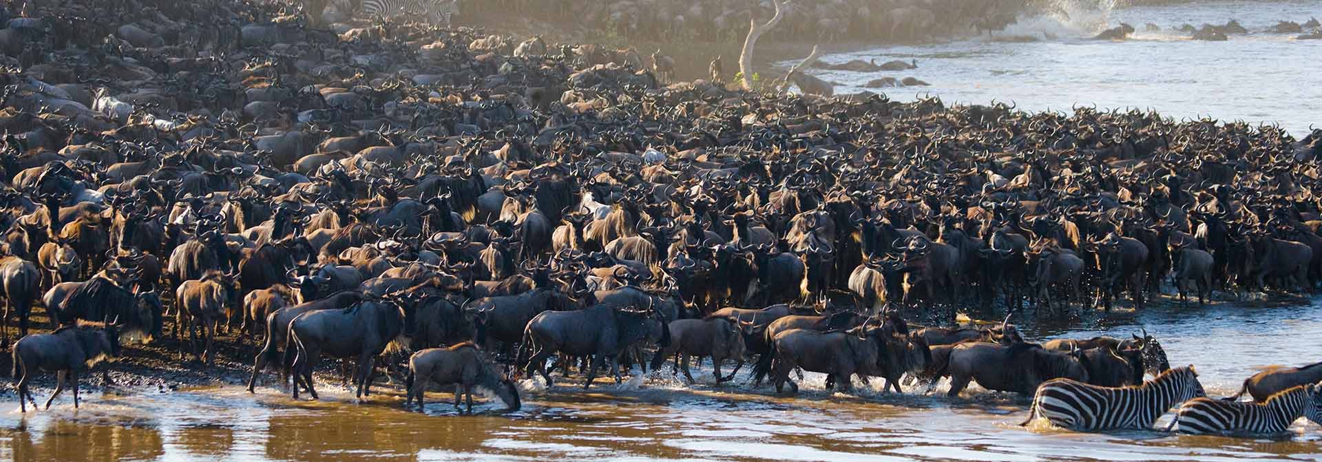 Great Migration Safari Packages, Wildebeest Migration Safari Packages 2024/2025, When is the best time to see the Great migration, What to Do - Tanzania in September: Safari Adventures: Embark on game drives in renowned national parks, such as the Serengeti and Tarangire, for unparalleled wildlife encounters. Hot Air Balloon Safari: Experience the Serengeti from a unique perspective with a hot air balloon safari, providing breathtaking views of the landscapes and wildlife below. Cultural Encounters: Visit local Maasai villages to gain insight into traditional Tanzanian cultures. Participate in cultural activities and learn about their way of life. What to Bring - Tanzania in September: Lightweight Clothing: Pack breathable and lightweight clothing suitable for warm daytime temperatures. Binoculars and Camera: Enhance your safari experience with binoculars for wildlife spotting and a camera to capture the incredible moments. Sun Protection: Bring sunscreen, a hat, and sunglasses to protect yourself from the strong African sun. Accommodations: Luxury Lodges: Experience the ultimate in comfort and luxury with lodges such as Singita Sasakwa Lodge and Four Seasons Safari Lodge Serengeti. Mid-Range Camps: Explore mid-range options like Asilia Africa camps, providing a balance between comfort and affordability. Budget-Friendly Options: For budget-conscious travelers, consider camps like Kati Kati Tented Camp, offering a more affordable yet authentic safari experience. Events in Tanzania in September: Mwaka Kogwa Festival: Experience the Mwaka Kogwa Festival in Zanzibar, a celebration that includes traditional music, dance, and rituals, offering a unique cultural experience. Safari Rally: Motorsport enthusiasts can witness the thrilling Safari Rally, an international event that showcases the beauty of Tanzanian landscapes. FAQs - Tanzania in September: Is September a good time for a safari in Tanzania? Yes, September is an excellent time for a safari, especially to witness the Great Migration in the Serengeti. Are there any health precautions to take? Consult with a healthcare professional for malaria prevention, and ensure you have necessary vaccinations. What should I wear on safari in September? Pack lightweight, neutral-colored clothing and comfortable walking shoes. Don't forget a hat and sunscreen. In conclusion, Tanzania in September offers a unique blend of wildlife wonders, cultural experiences, and favorable weather conditions. Whether you're an avid safari-goer, a beach lover, or a cultural explorer, Tanzania in September promises an unforgettable adventure in the heart of East Africa. Plan ahead, pack wisely, and get ready to immerse yourself in the magic of this diverse and captivating destination.