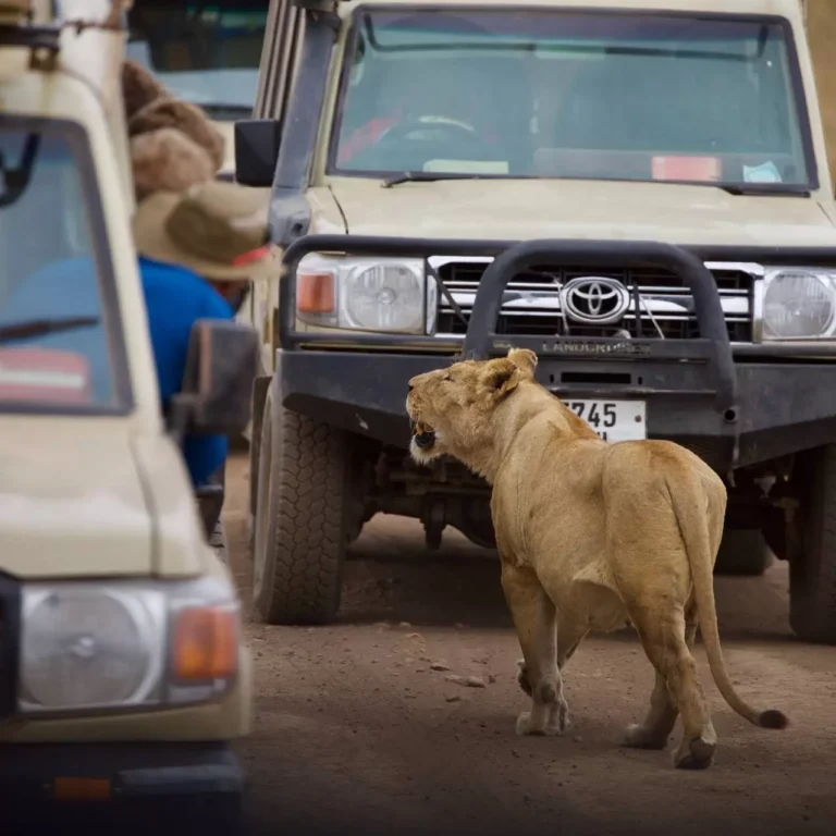 Our Safari Vehicles | Wilderness Travel