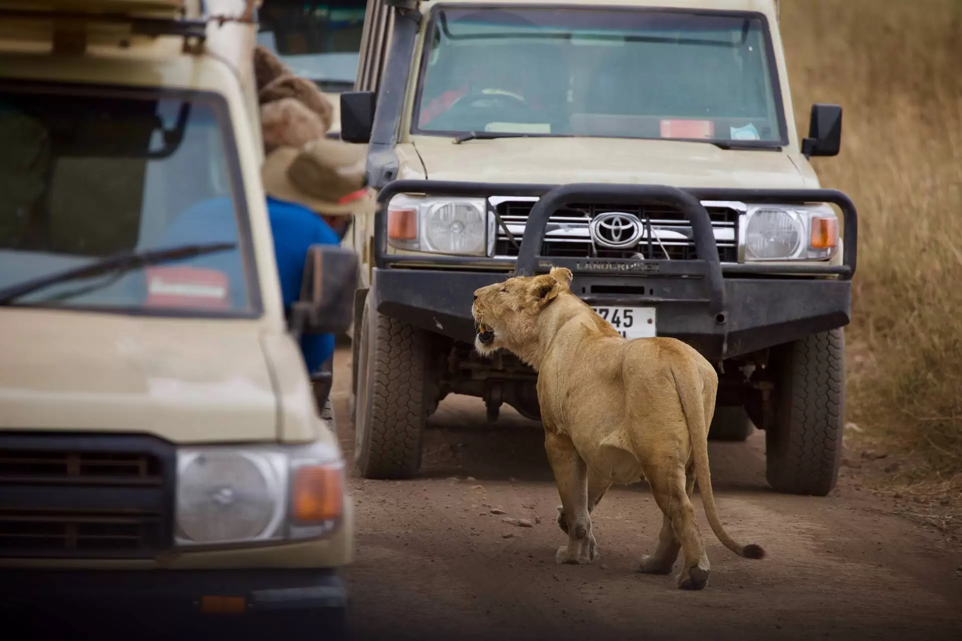 Private 4x4 safari vehicle in the Serengeti