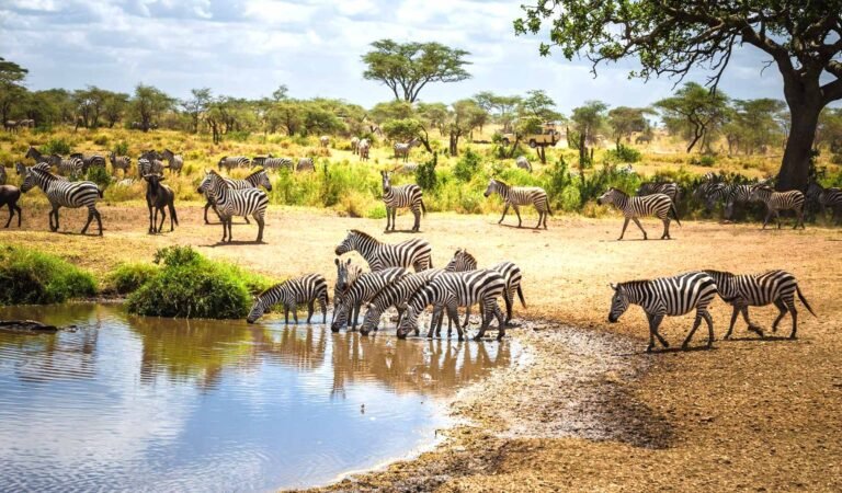 Practical Information For Tanzania Safari, Arusha National Park Day Trip, Best Time To Visit Lake Manyara, Best Places to See Zebras in Tanzania, Tanzania in May: Weather, Tips and More, Tanzania Travel Seasons, Tanzania Weather, Ngorongoro Crater Safari Cost, Why Green Season is the Best Time for a Safari, Exploring Serengeti in June: A Comprehensive Guide, Serengeti in March, Ngorongoro in January, Ngorongoro in March, How to Get to Ngorongoro Crater, What Animals Will I See on Safari in Tanzania?, 8 Must-Know Serengeti Safari Tips, Top 5 Reasons to Give Green Season the Green Light, Why Africa Should Be Your Next Travel Destination, Arusha National Park Travel Guide, Unforgettable Tanzania Wildlife Encounters, Ruaha National Park, Mahale Mountains National Park, 6-Day Tanzania Southern Circuit Safari