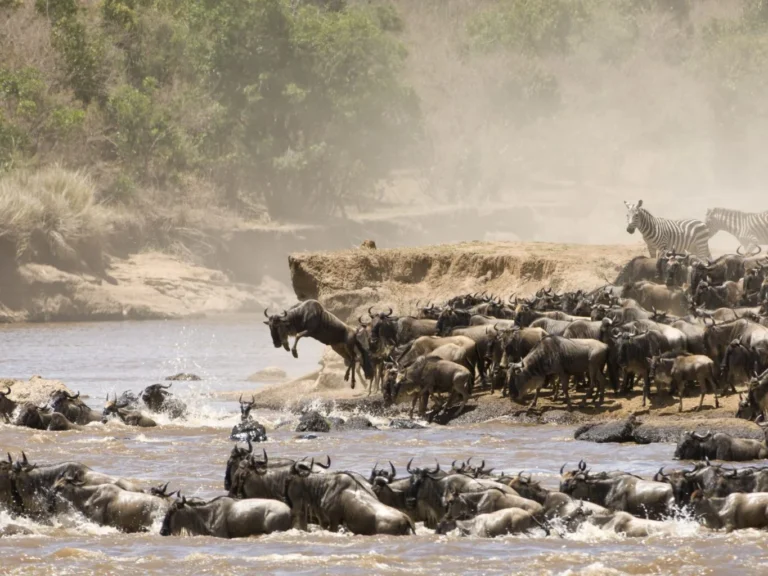 The great migration in Serengeti National Park, Tanzania. Serengeti wildebeest migration explained with moving map. Complete Guide to a Wildebeest Migration Safari, 4-Days Serengeti Migration Safari, 8 Must-Have Items to Take for Wildebeest Migration Safari, 8 Days Serengeti Migration Safari, Best Masai Mara Safari Tour Deals, Tips for Planning an African Great Migration Safari, 10 Reasons Why You Should See The Great Migration Safari in Tanzania, Tips for Planning Your Wildebeest Migration Safari, Ultimate Complete Guide to Great Serengeti Wildebeests Migration., Tanzania in August, ultimate Tanzania safari, Best Things to Do in Serengeti National Park, Interesting Facts About the Serengeti National Park, 10 Reasons Why You Should Visit the Serengeti National Park, Climate and Weather in Serengeti National Park, Great Migration River Crossing, Serengeti in August, Witness the Great Migration in Serengeti in July, 10 Day Tanzania Great Migration Safari, The Great Migration: What, When, and Where?, How to Plan & Book a Wildebeest Migration Safari, 10-Day Serengeti Migration Safari Mid-Range Tour