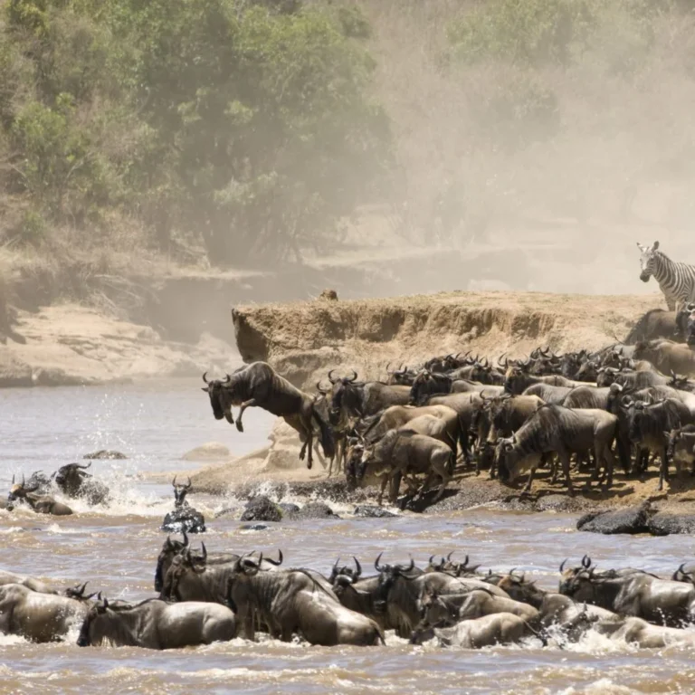 The great migration in Serengeti National Park, Tanzania. Serengeti wildebeest migration explained with moving map. Complete Guide to a Wildebeest Migration Safari, 4-Days Serengeti Migration Safari, 8 Must-Have Items to Take for Wildebeest Migration Safari, 8 Days Serengeti Migration Safari, Best Masai Mara Safari Tour Deals, Tips for Planning an African Great Migration Safari, 10 Reasons Why You Should See The Great Migration Safari in Tanzania, Tips for Planning Your Wildebeest Migration Safari, Ultimate Complete Guide to Great Serengeti Wildebeests Migration., Tanzania in August, ultimate Tanzania safari, Best Things to Do in Serengeti National Park, Interesting Facts About the Serengeti National Park, 10 Reasons Why You Should Visit the Serengeti National Park, Climate and Weather in Serengeti National Park, Great Migration River Crossing, Serengeti in August, Witness the Great Migration in Serengeti in July, 10 Day Tanzania Great Migration Safari, The Great Migration: What, When, and Where?, How to Plan & Book a Wildebeest Migration Safari