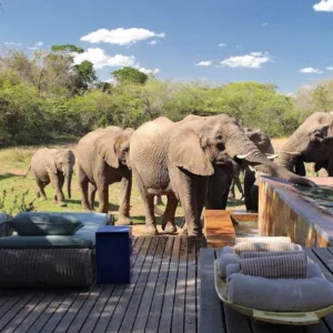 African Luxury Tanzania Safaris, Tanzania Luxury Safari Tours, Luxury Tanzania Safari Tours & Travel, Top 10 Deadliest Critters of Tanzania, What are the Big 5 Animals on a Tanzania Safari?, 11-Day Best Of Southern Tanzania Safari