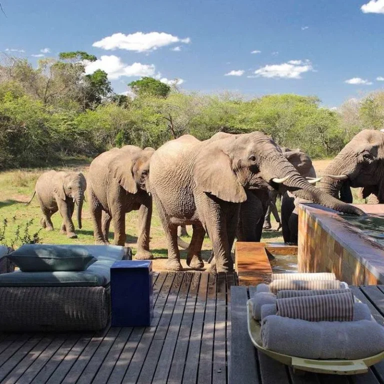 African Luxury Tanzania Safaris, Tanzania Luxury Safari Tours, Luxury Tanzania Safari Tours & Travel, Top 10 Deadliest Critters of Tanzania, What are the Big 5 Animals on a Tanzania Safari?, 11-Day Best Of Southern Tanzania Safari
