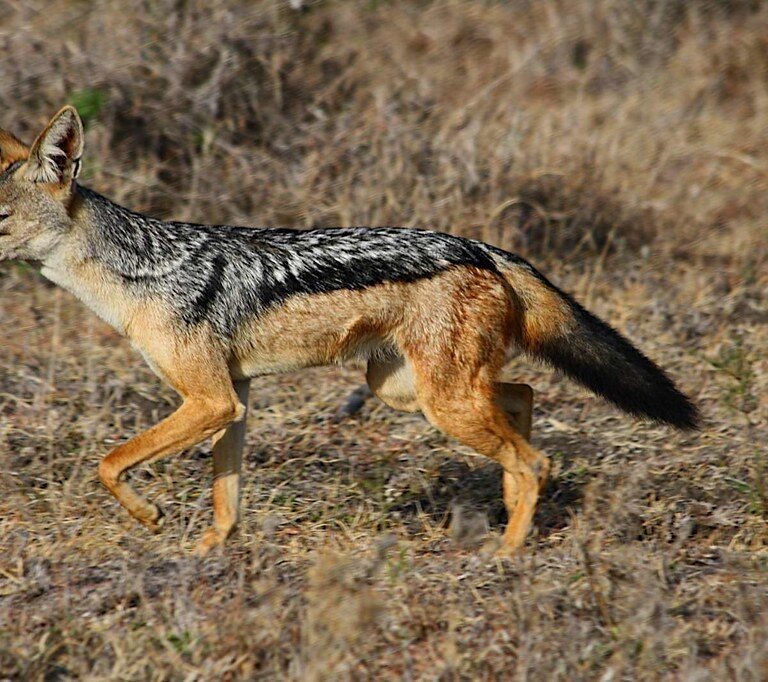 7-Day Amazing Tanzania Safari