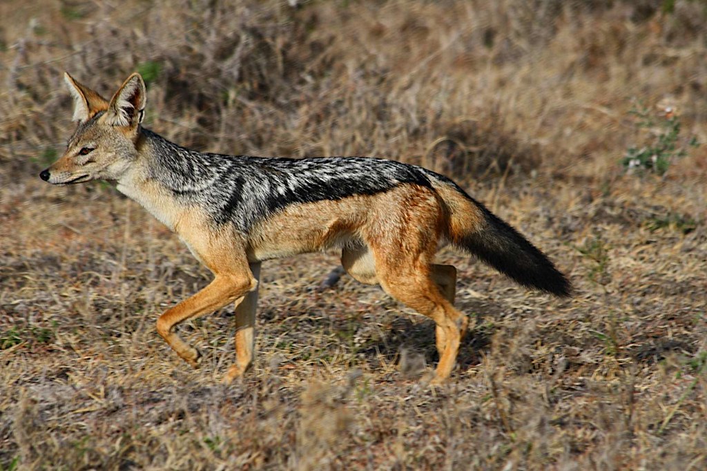 Fascinating Facts About the Black-Backed Jackal, What to Expect on a Solo Safari in East Africa, What is Safari
