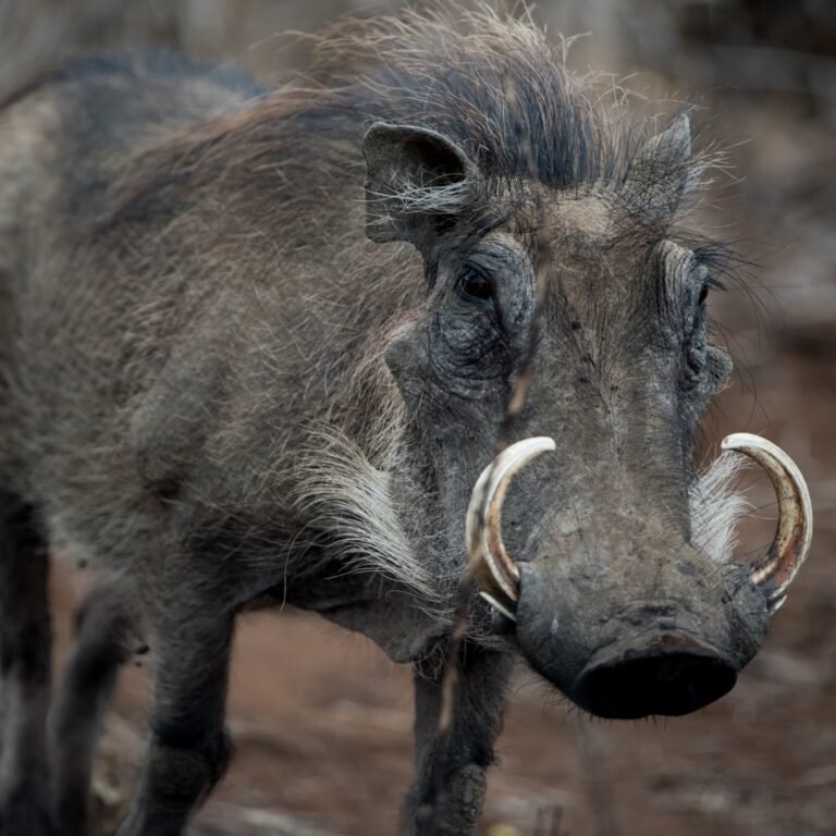 Fascinating Facts About the Incredible Warthog, Ngorongoro in August, ugliest animals on earth, Top 10 Interesting Facts About Tanzania