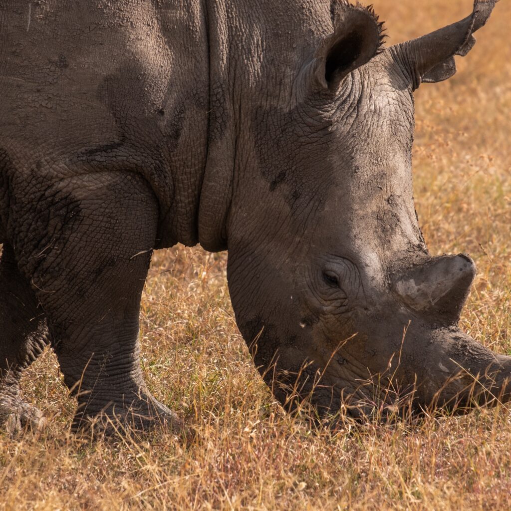 Fascinating Facts About the Black Rhino, Mind-blowing facts about the Big Five of Africa, All-inclusive Tanzania Safari, Best Places to See the Big 5 on Safari in Africa, Rhino Africa: Book African Safaris, Tours & Experiences