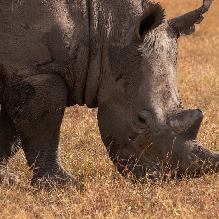 Fascinating Facts About the Black Rhino, Mind-blowing facts about the Big Five of Africa, All-inclusive Tanzania Safari, Best Places to See the Big 5 on Safari in Africa, Rhino Africa: Book African Safaris, Tours & Experiences