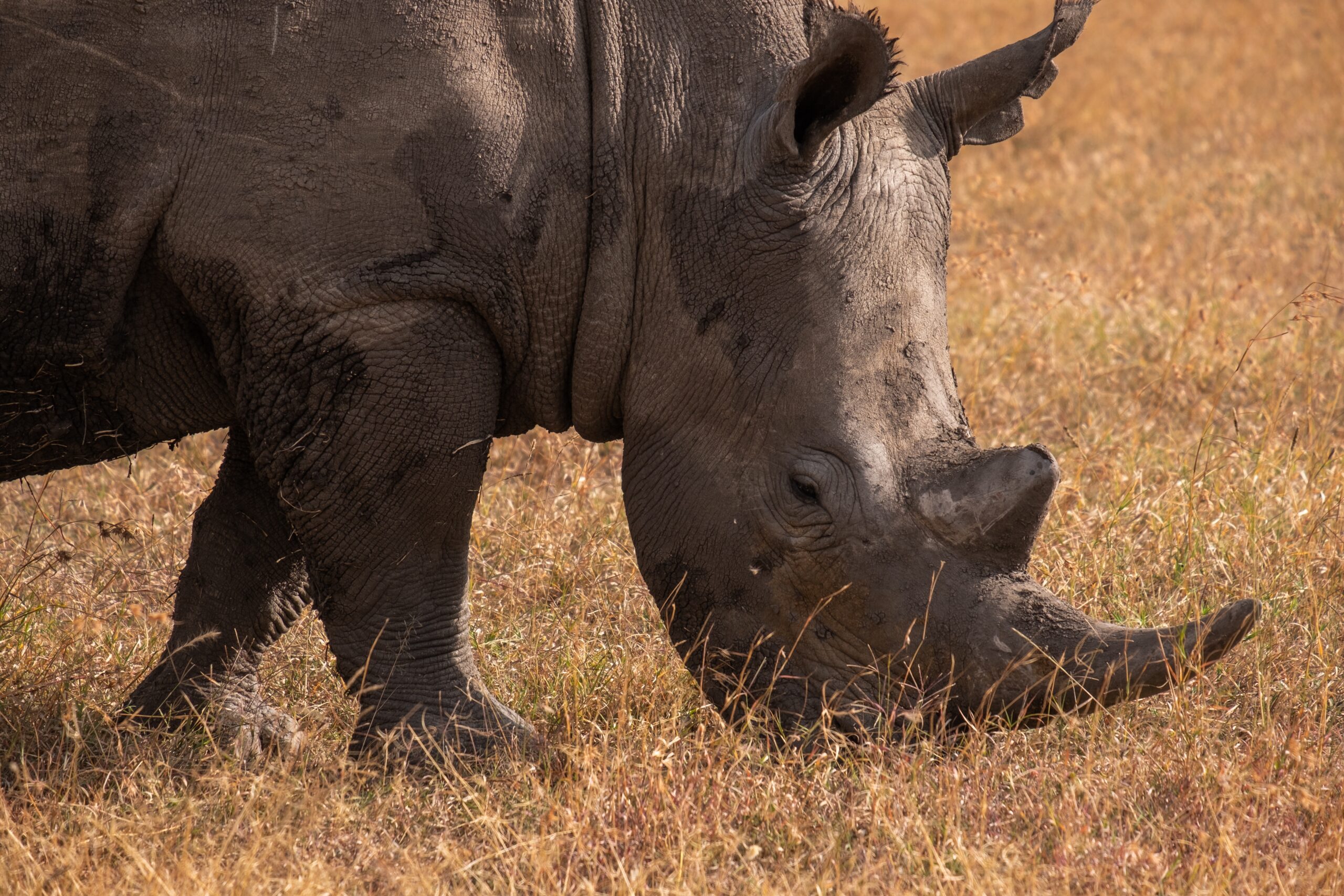 Fascinating Facts About the Black Rhino, Mind-blowing facts about the Big Five of Africa, All-inclusive Tanzania Safari, Best Places to See the Big 5 on Safari in Africa, Rhino Africa: Book African Safaris, Tours & Experiences