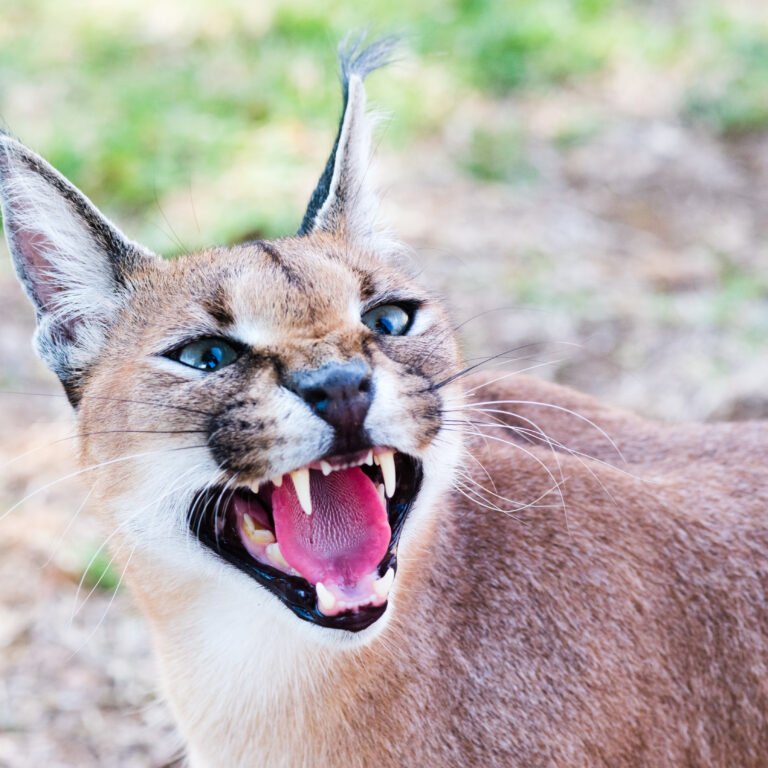 10 Fascinating Facts About the Caracal, Where To Go In The Northern Circuit, 10 Mind-Blowing Facts about the African Continent, Best All-inclusive African Safari Vacations, Ten Surprising Activities You Can Try on an African Safari, What to Expect on Your Serengeti Safari, Ugliest Animals on Earth
