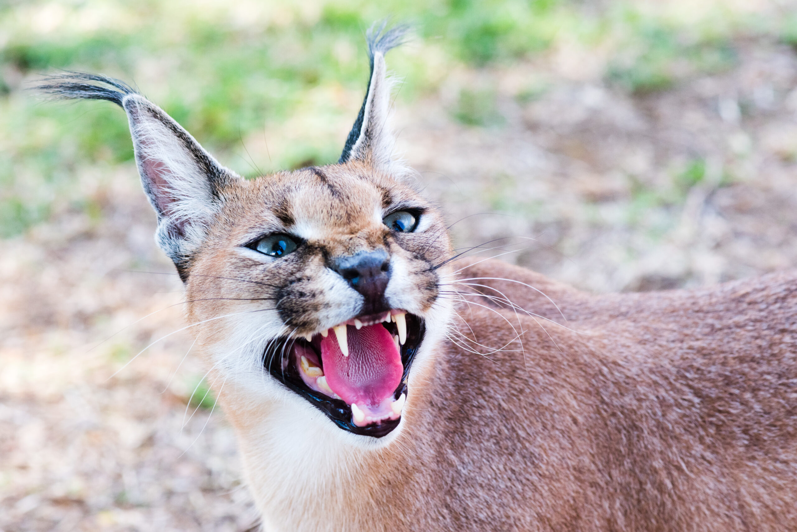10 Fascinating Facts About the Caracal, Where To Go In The Northern Circuit, 10 Mind-Blowing Facts about the African Continent, Best All-inclusive African Safari Vacations, Ten Surprising Activities You Can Try on an African Safari, What to Expect on Your Serengeti Safari