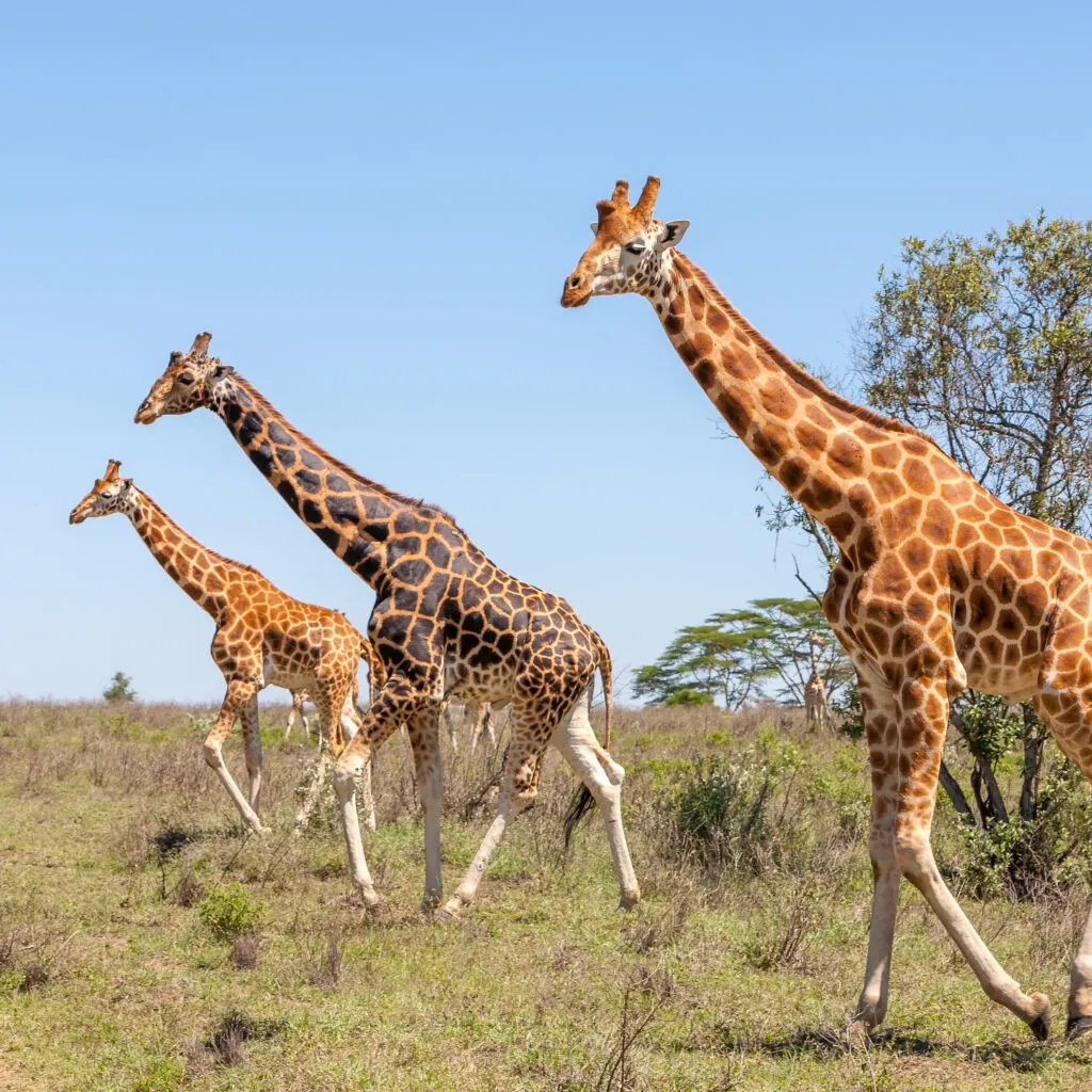 10-Day Tanzania Safari and Zanzibar Holiday