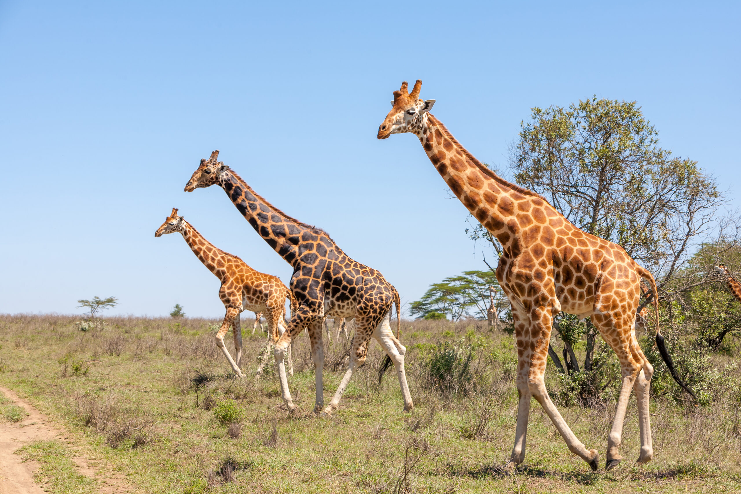 Fun Facts About Giraffes, Serengeti in December: Short Rain, Safari and Weather Tips, Serengeti in September, Serengeti in June: A Wildlife Paradise, A Complete Guide To African Safaris For Solo Travellers, Incredible Tanzania Safari, The 15 Largest Insects in the World (Biggest Bugs), 11 Alluring reasons to embark on a private safari, How To Plan a Serengeti Safari?, Luxury African Safari Destinations, 10 Reasons Why Feeding Wildlife Isn't Advisable, 6 Day Tanzania Closer To Nature, All-inclusive Safari